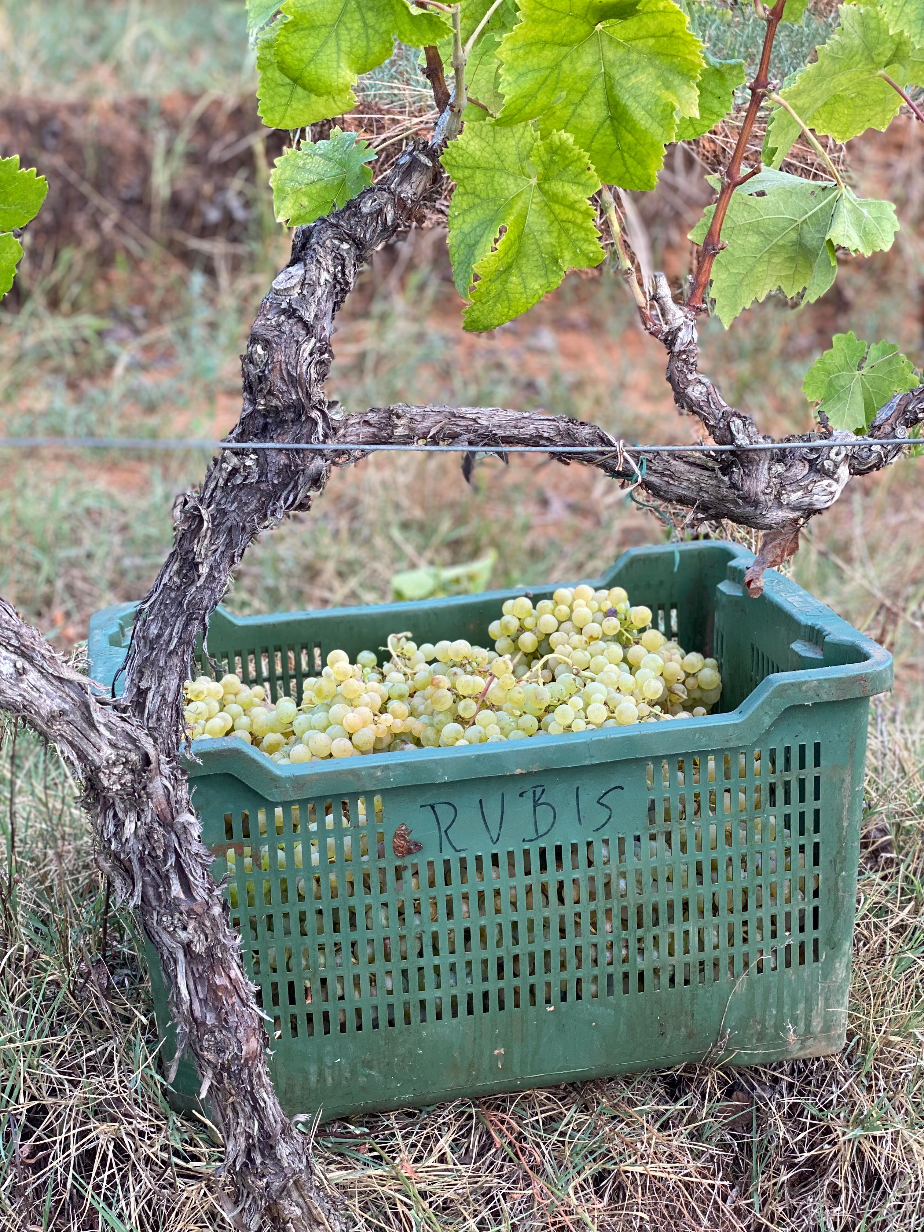 RUBISGRAPE.jpg